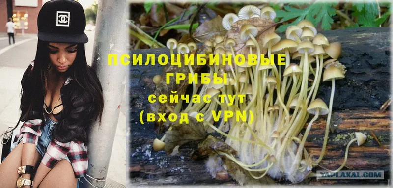 как найти закладки  Курчалой  Галлюциногенные грибы Psilocybine cubensis 